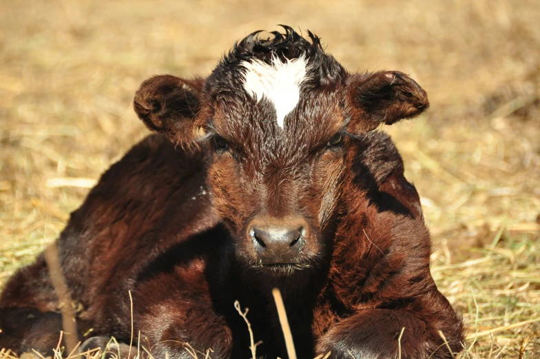 an adult cow laying down in the middle of a grassy field