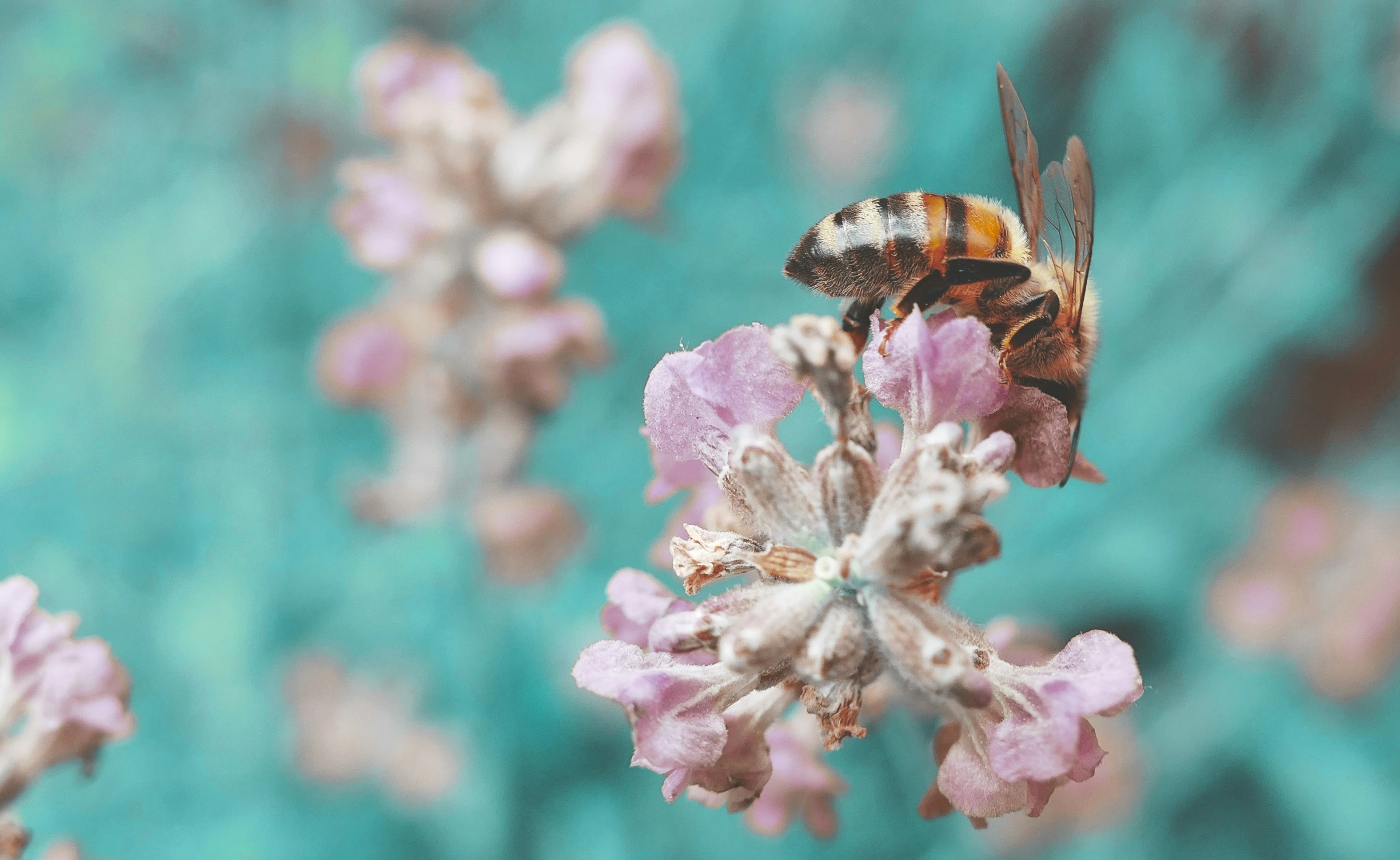 a bee on some pink flowers that is ready to drink