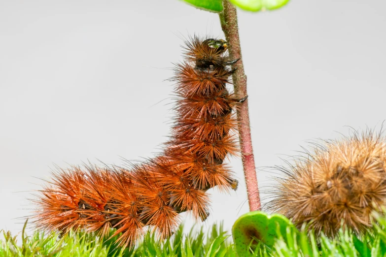 a caterpillar on a plant, reaching into the ground