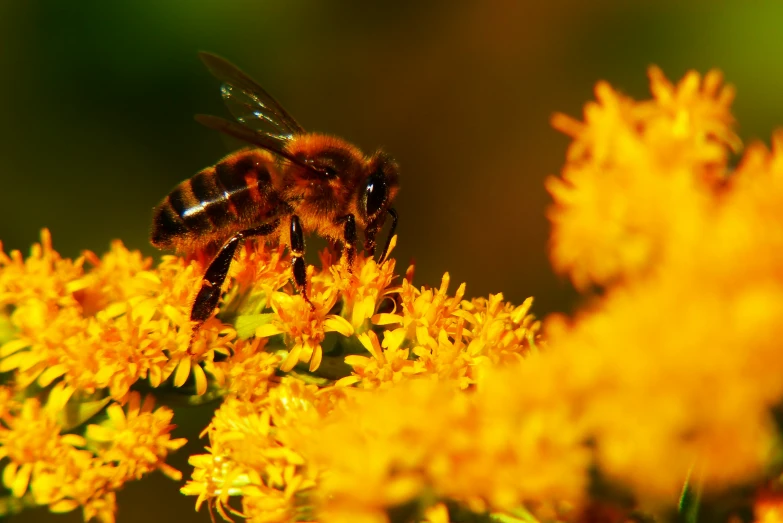 there is a bee that is on top of a yellow flower