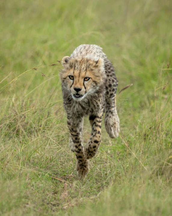 a small, very cute cheetah walking across the grass