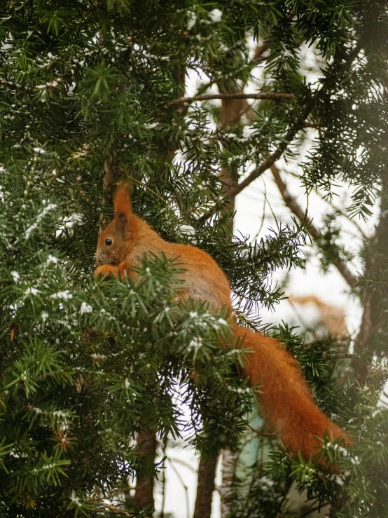 an orange squirrel is sitting in the tree