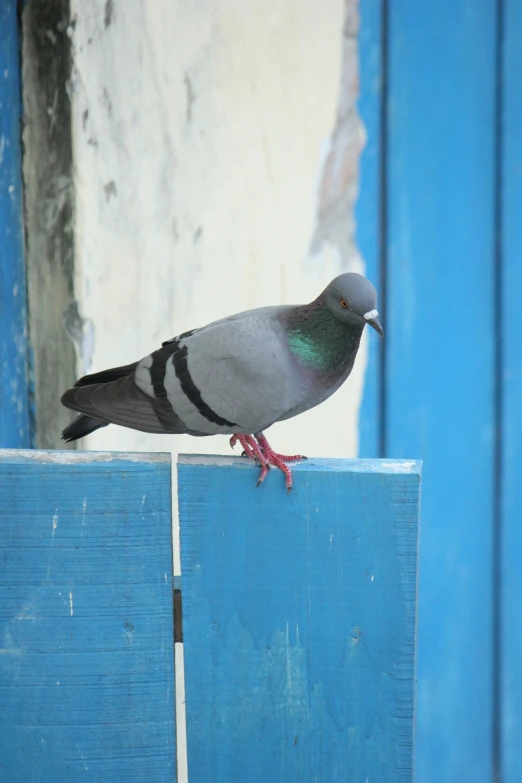 a pigeon is sitting on top of the blue wall