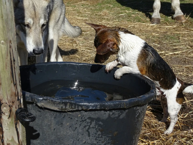 two dogs drink from a black water fountain