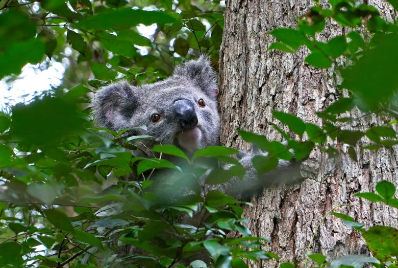 there is a koala in the tree