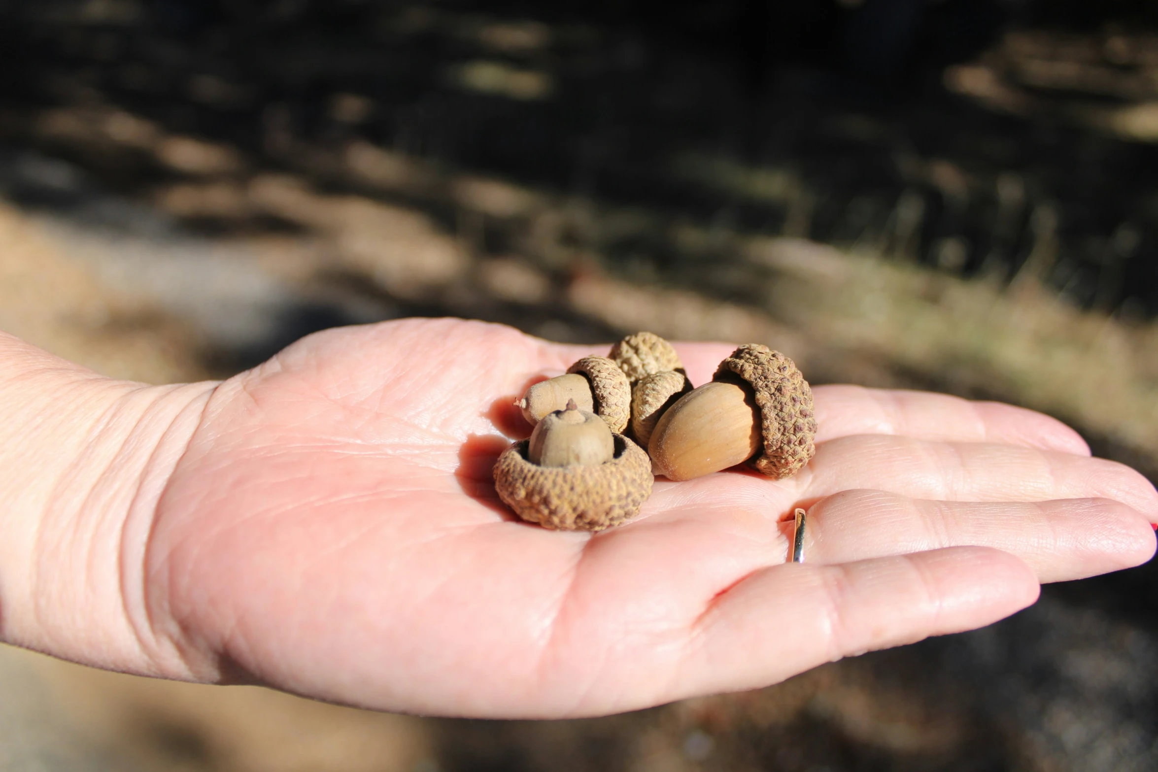 a person's hand is holding three tiny stones