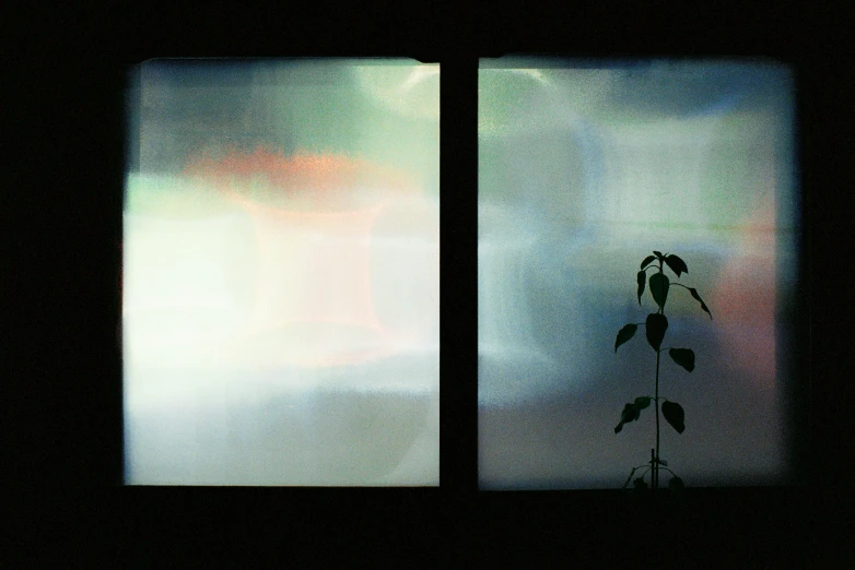 the shadow of a tree against a large window