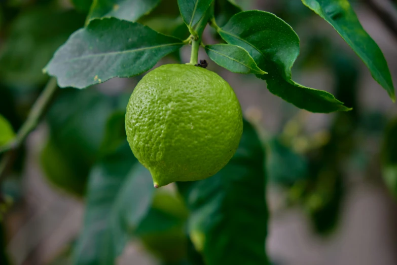 a large lime on the tree has green leaves