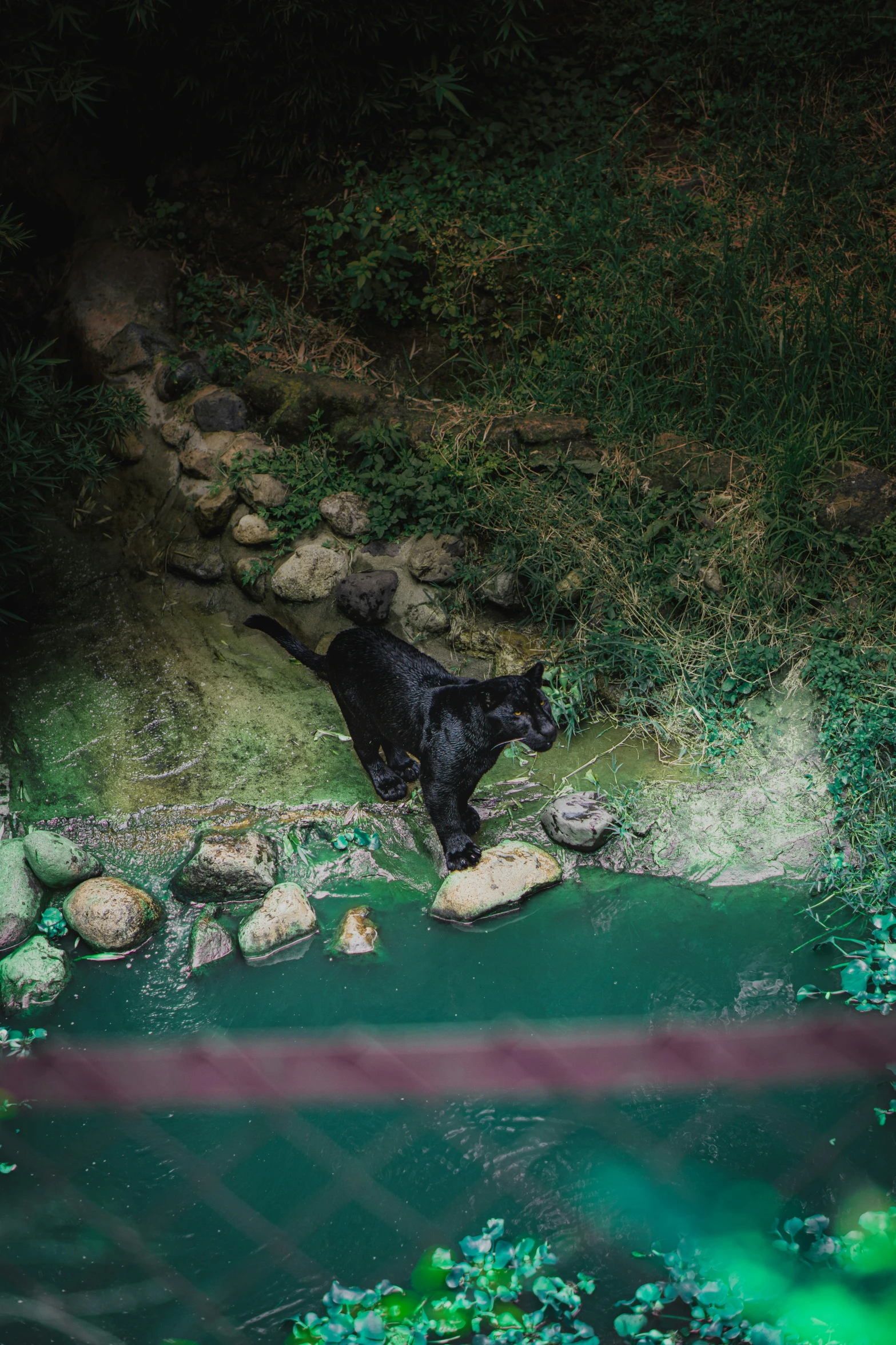 a black bear standing in the water near rocks