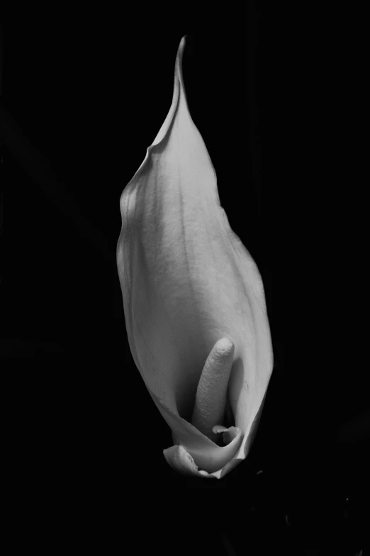 black and white tulip flower on black background