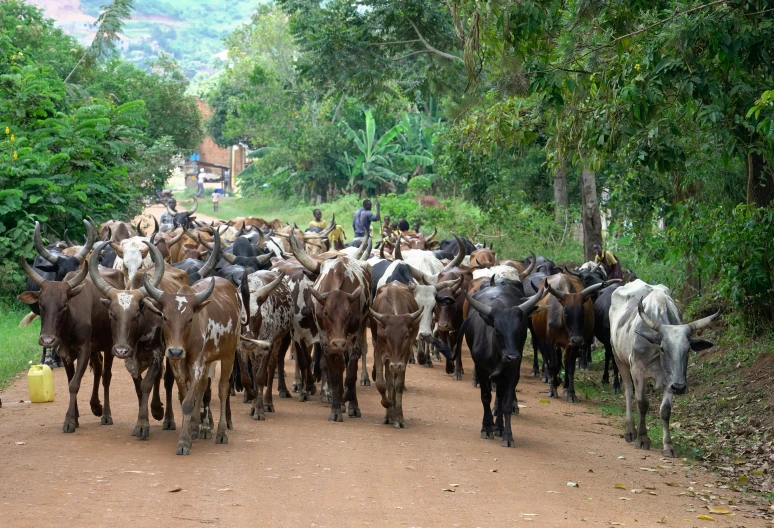 a herd of cattle crossing a dirt road