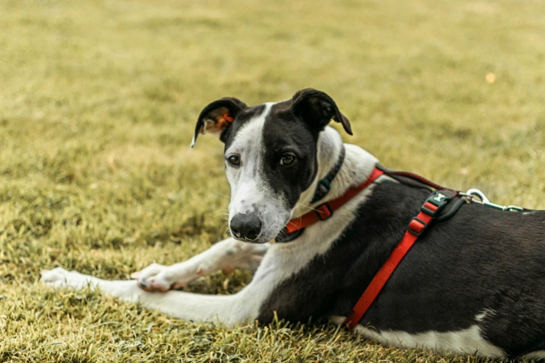 a dog with it's mouth hanging out lying down on the ground