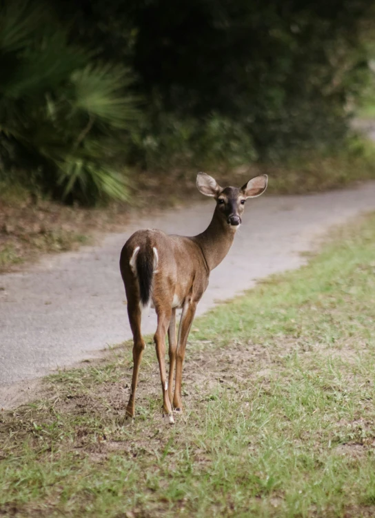 a little deer standing on top of grass and dirt