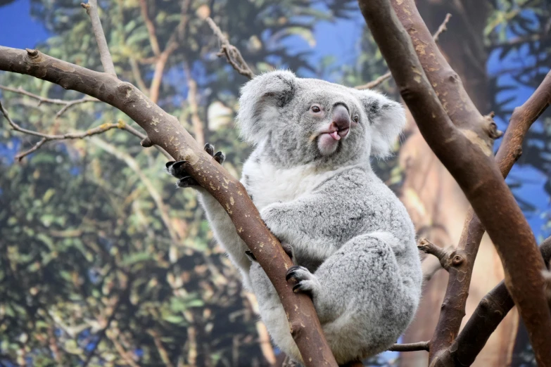 a large gray koala is sitting on a nch