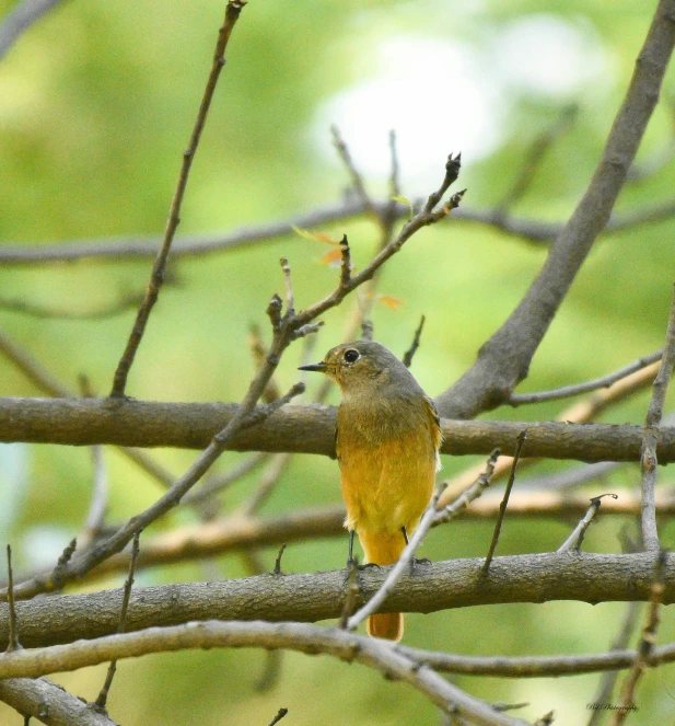 a bird perched on top of a tree nch