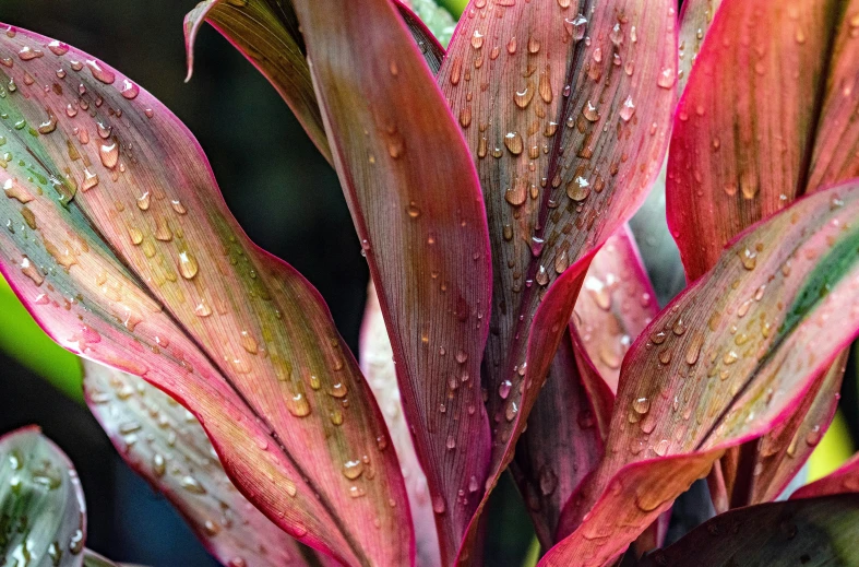 a closeup of water drops on the leaves