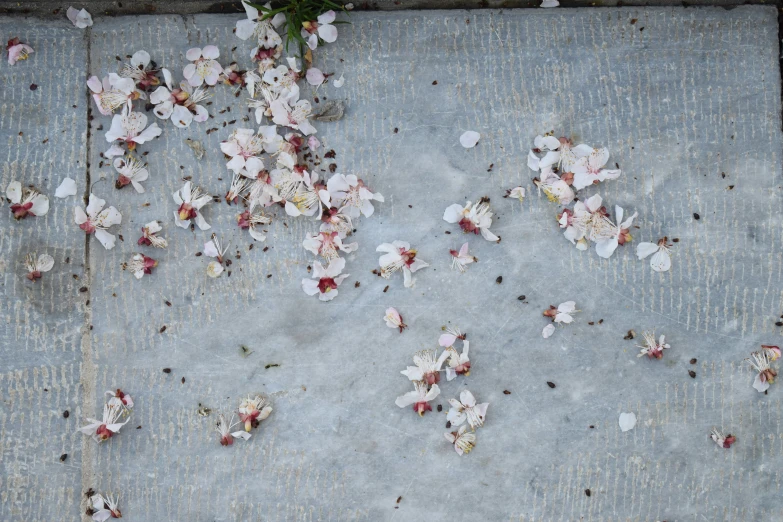 some dead flowers and leaves on the ground