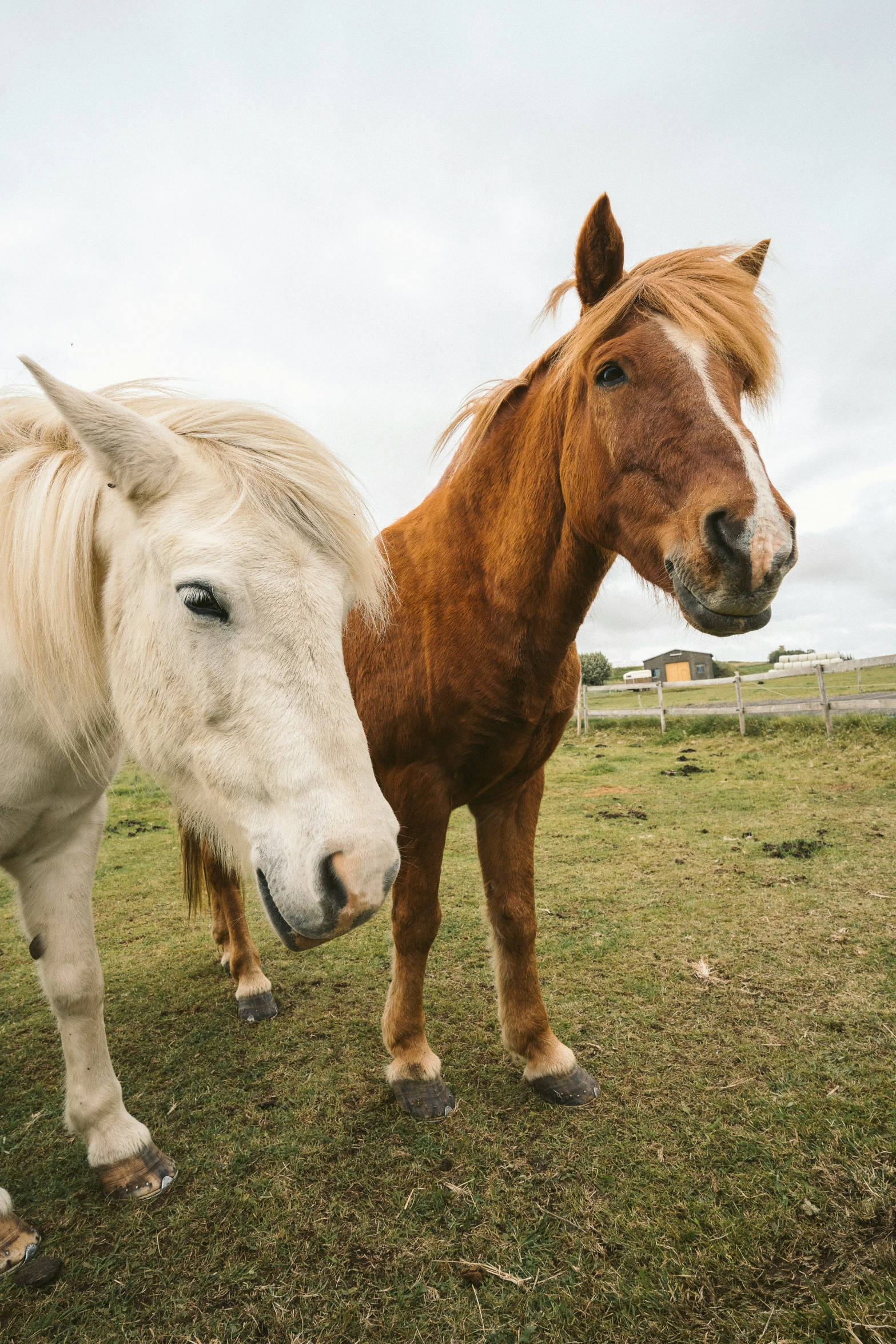 two horses are standing next to each other on the grass