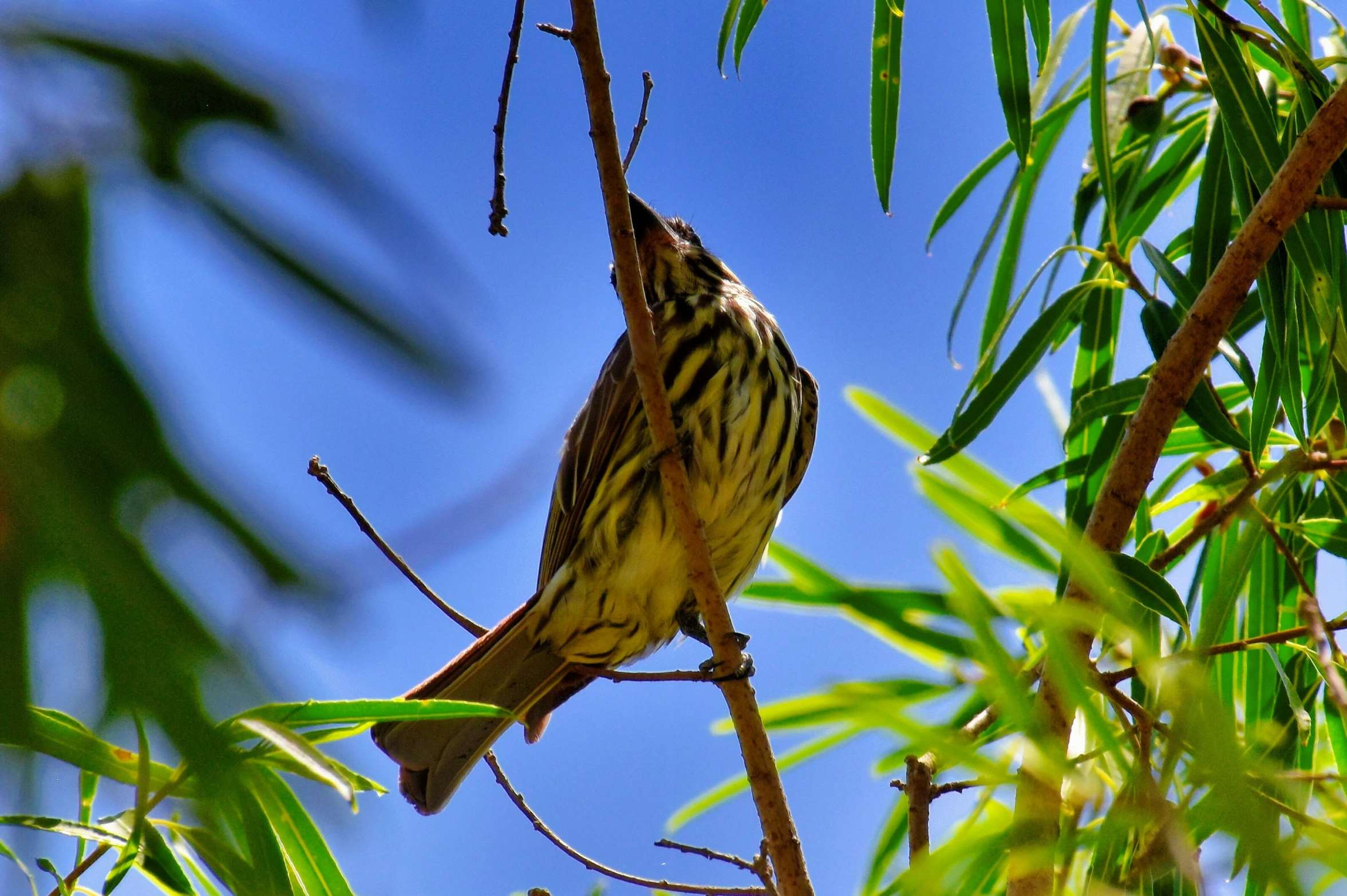 a brown and black bird perched on a nch