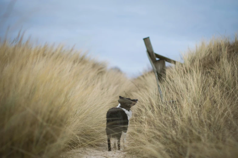 a dog walking down a dirt road in a field