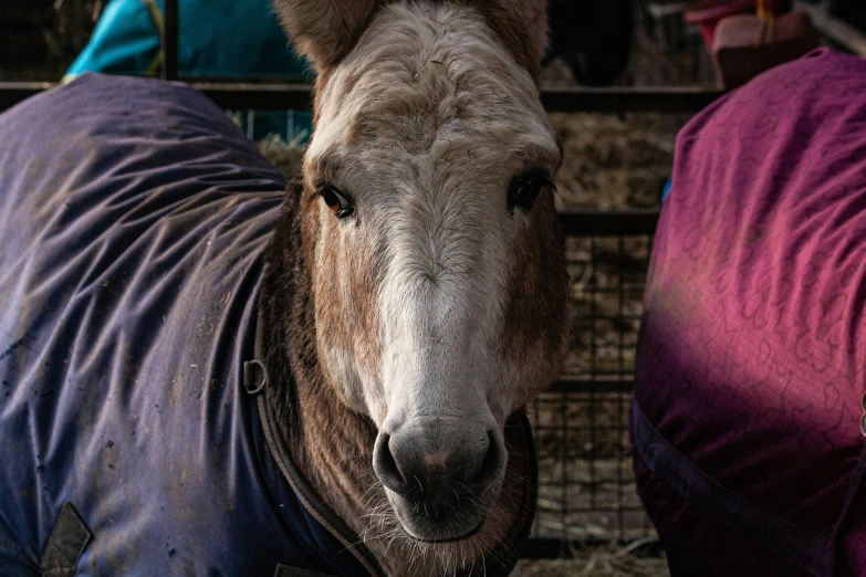 a brown horse with a blue shirt and a purple shirt