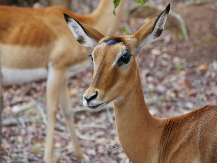 two gazelle looking away from each other in a forest
