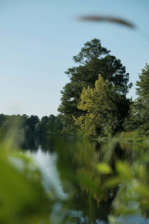 trees and water near a wooded area with the sky in the background