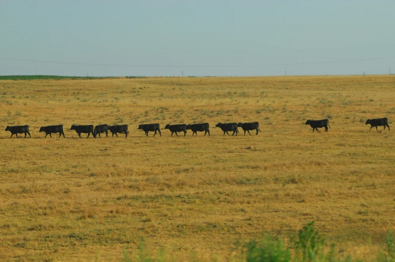 there is a heard of cattle that are walking in the grass