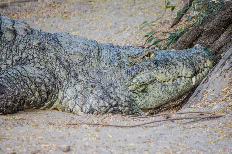 an alligator resting on the ground next to a tree