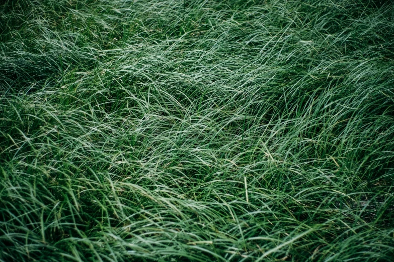 a po of grass that is green and blurry