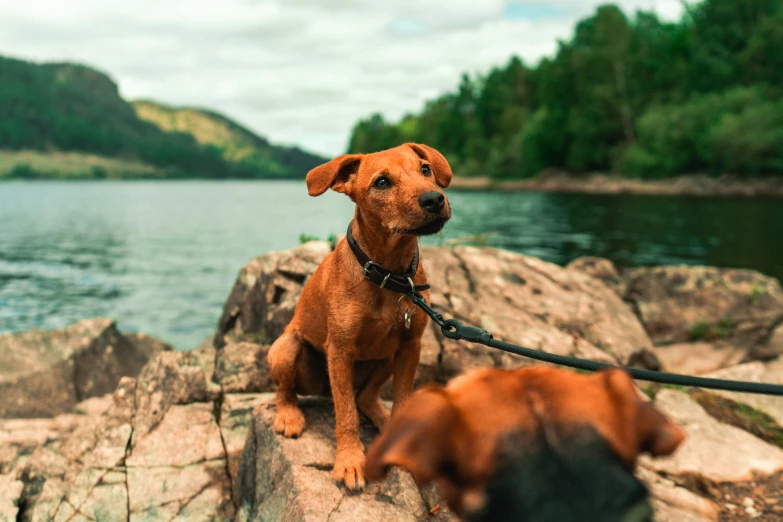 two dogs are tied to rocks by the water