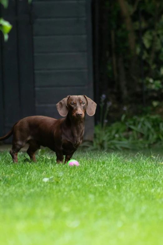 the small brown dog is playing with a frisbee in the grass