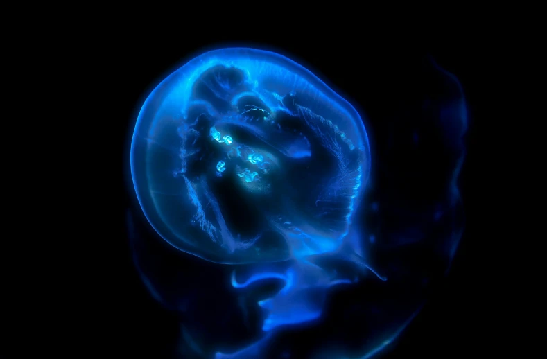 blue glowing jelly fish is seen floating in the water