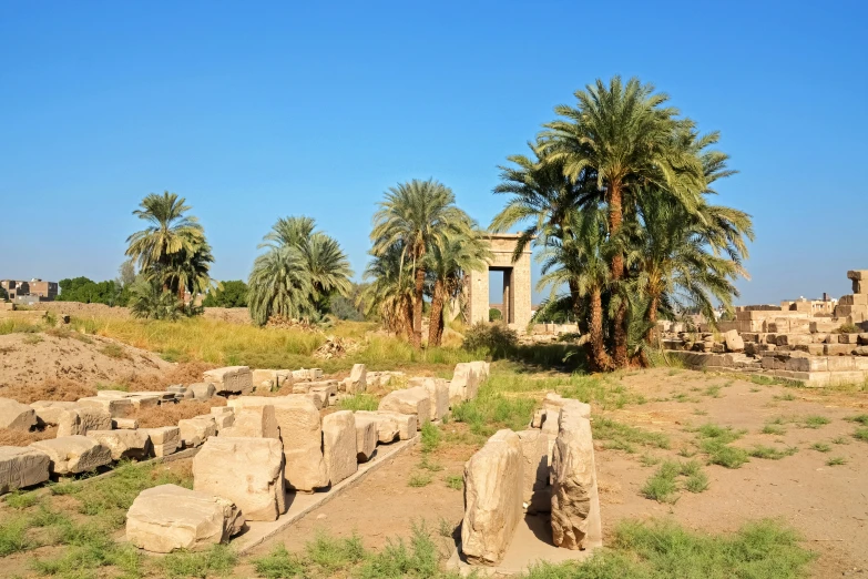 palm trees stand in front of small ruins