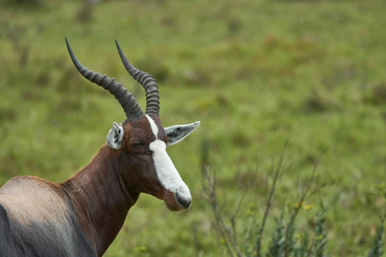 the long horned, horned gazelle has large horns