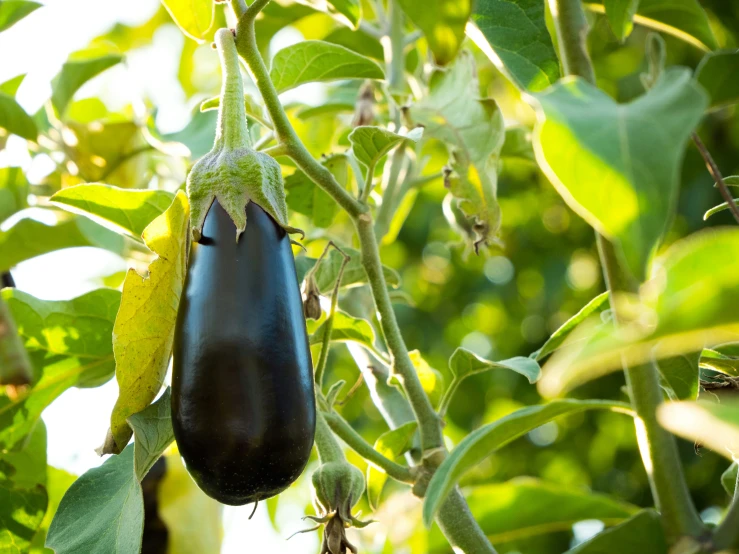 an eggplant with yellow and green flowers growing on the nch