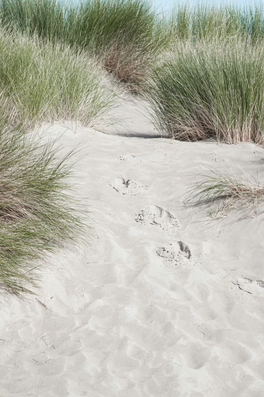 some grass that are growing in the sand