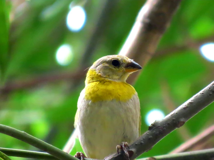 the small bird is sitting on a tree nch