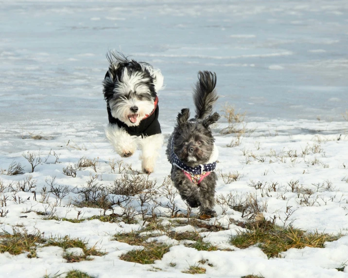 two dogs running through the snow on a sunny day