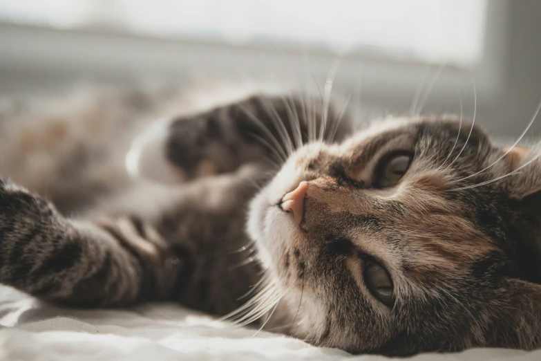 a close up of a cat laying on its back