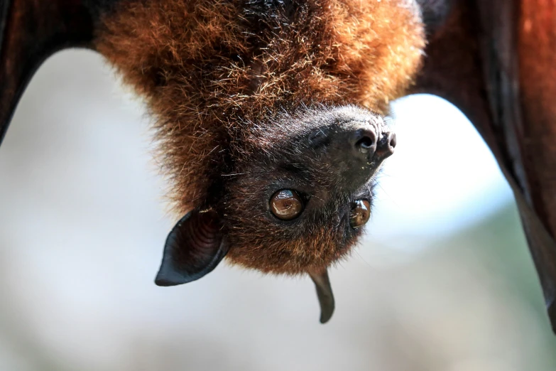 the side view of a brown bat that is upside down