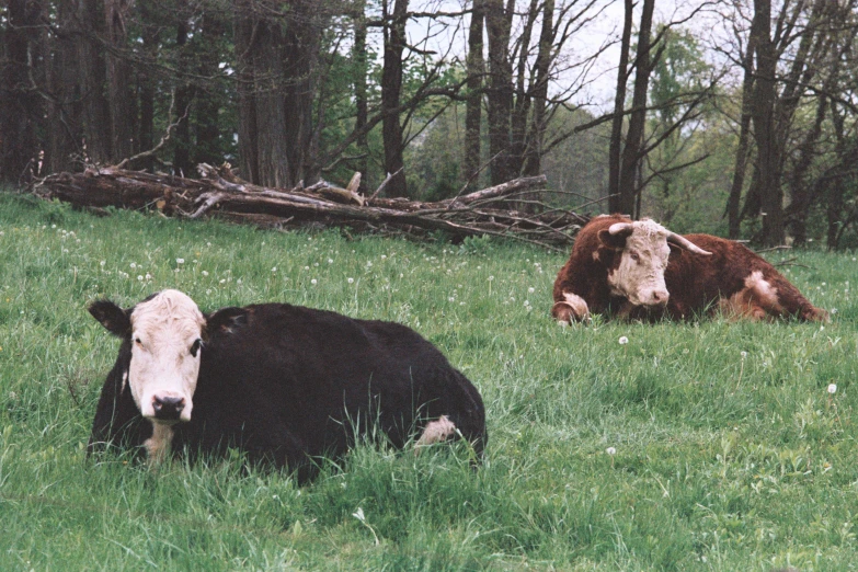 two cows in the grass looking forward at the camera