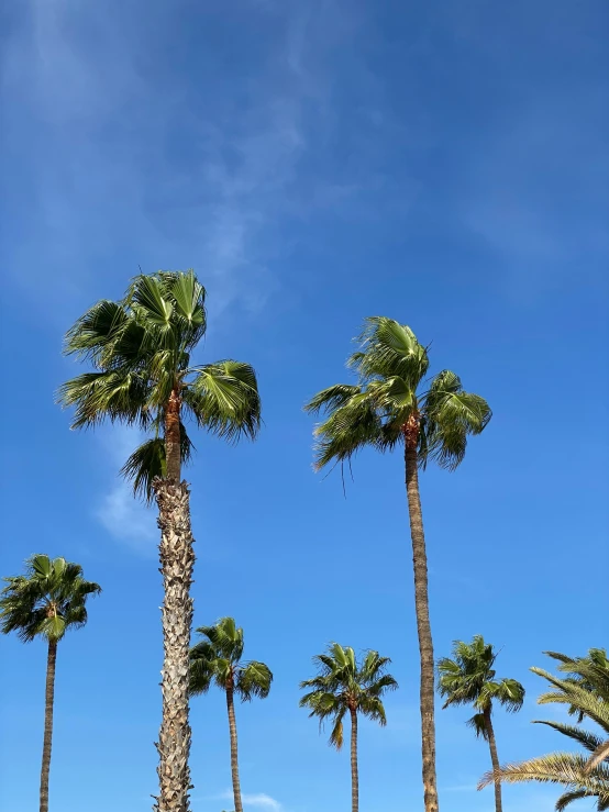 there are a lot of palm trees in the field