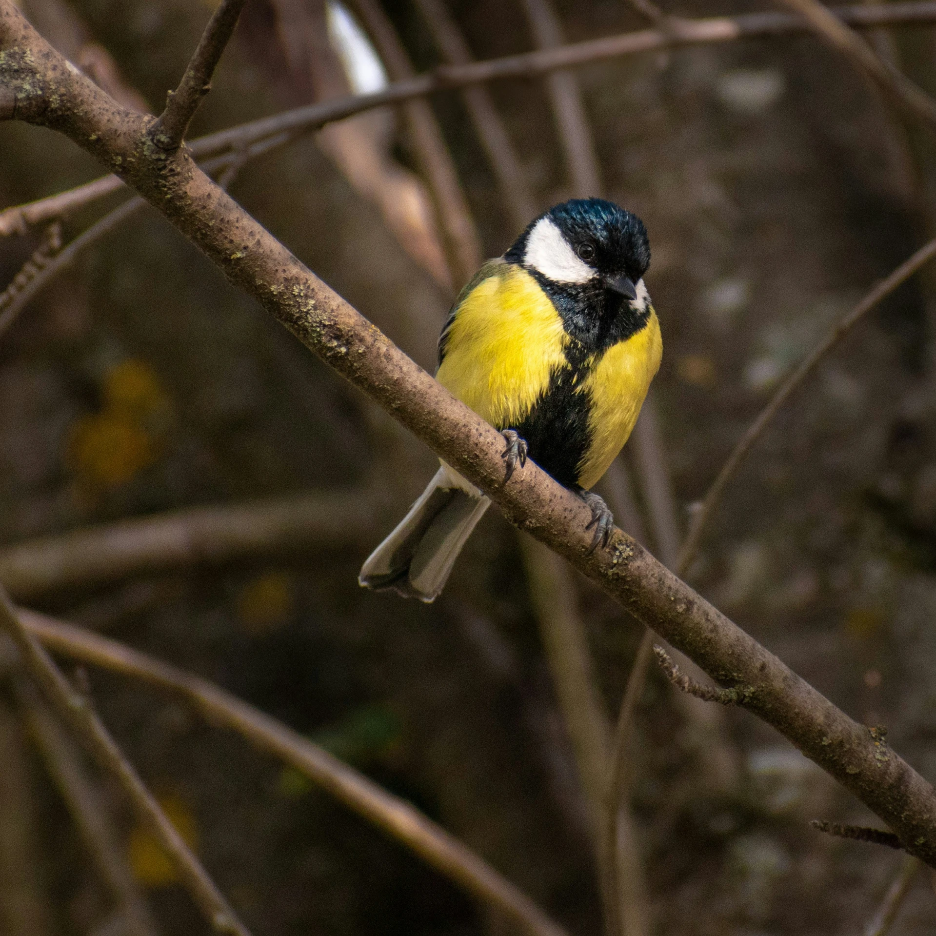 a yellow and black bird sitting on top of a tree nch