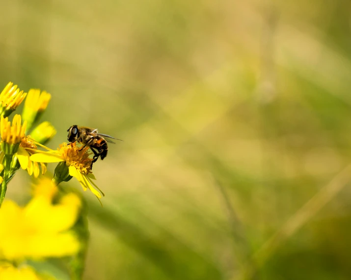 the bee is sitting on the yellow flowers