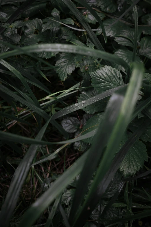 a black and white cat in a grassy area