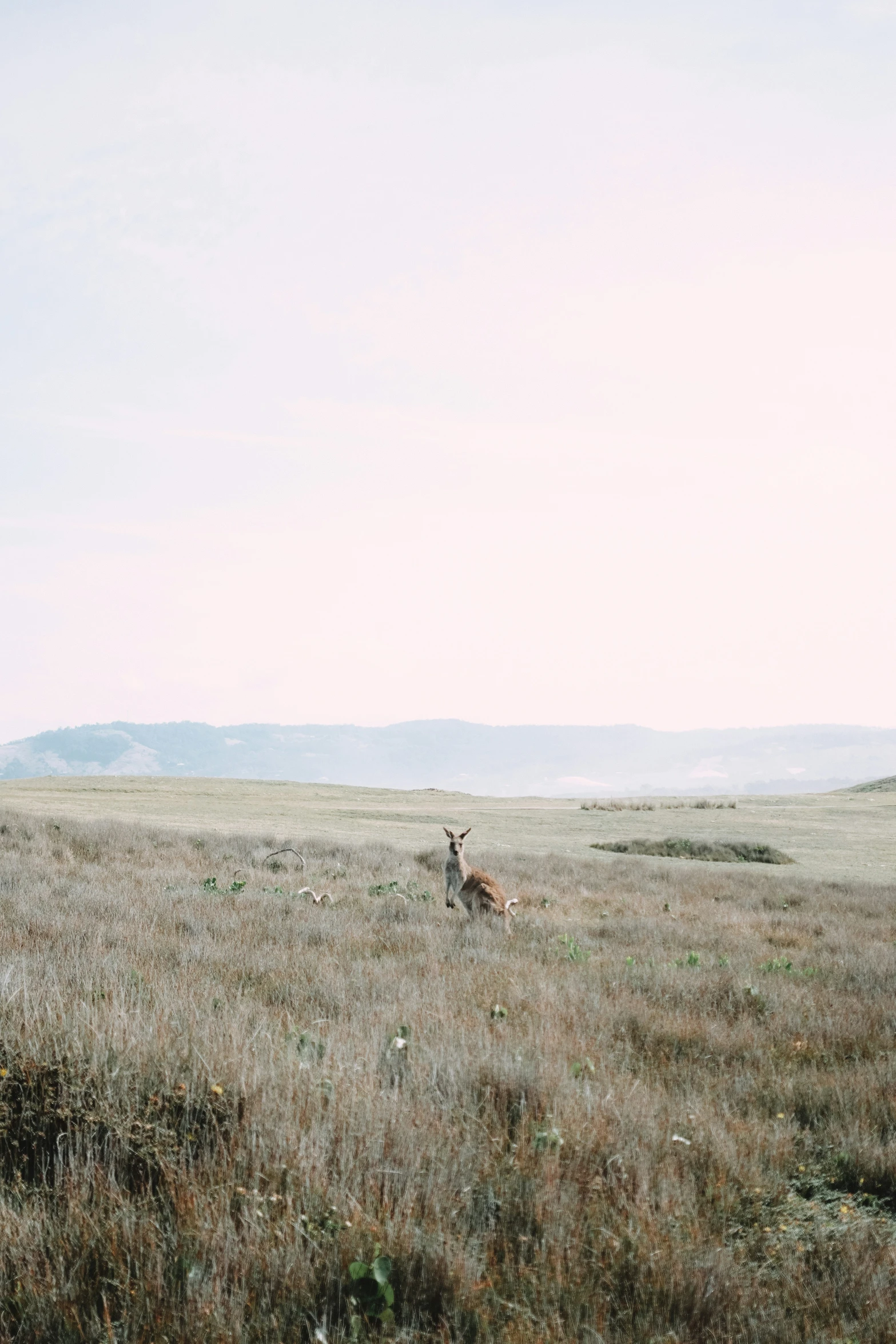 a couple of deer are sitting in a field