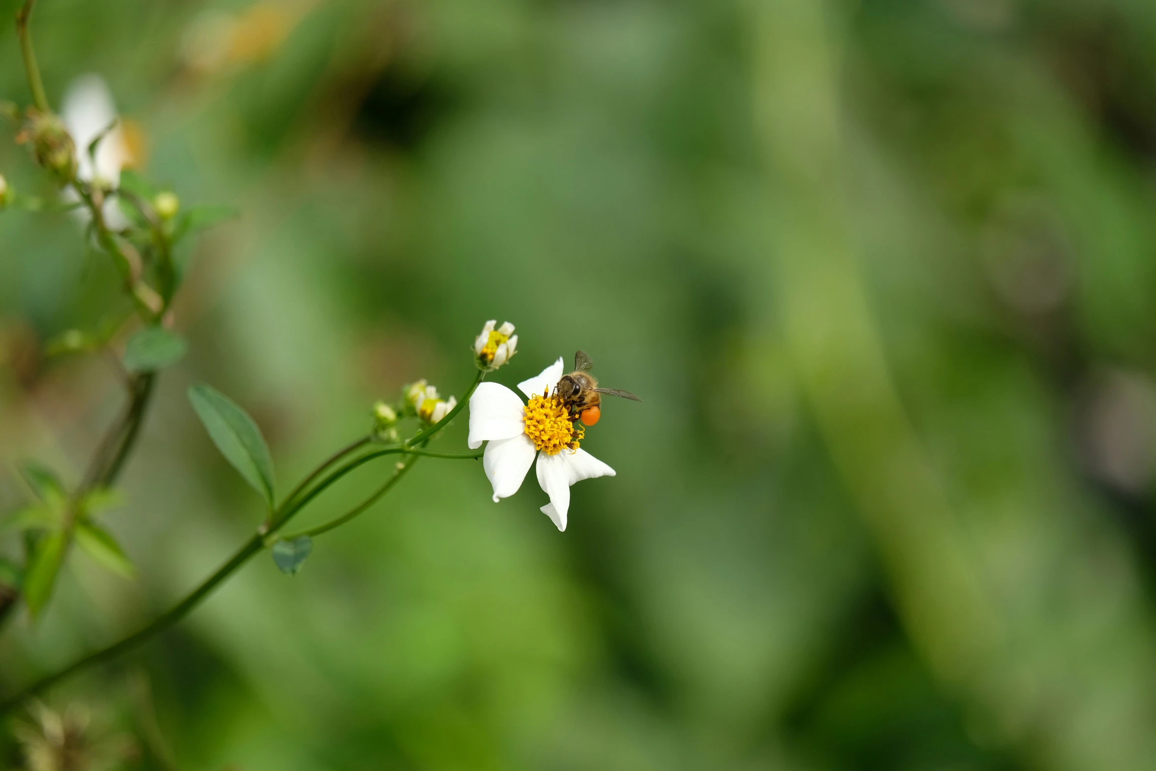 a flower with a bug on it in front of some plants