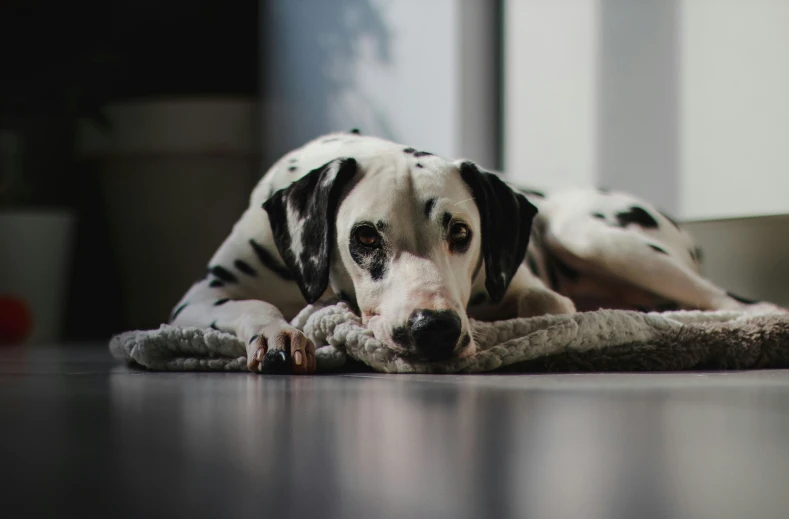 a dalmation is laying on the floor looking at someone