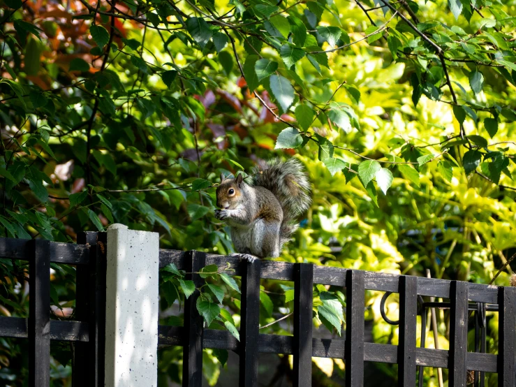 a squirrel on a fence with some leaves and bushes